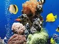 Гаме Морска подводна разлика  онлајн