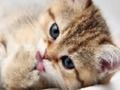 Гаме 15 Квиз слика  онлајн