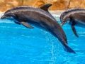 Гаме Морска делфинска слагалица  онлајн