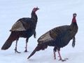 Гаме Вилд Туркеи Јигсав  онлајн