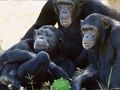Гаме Смешно бекство из џунгле шимпанзе  онлајн