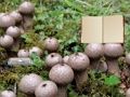 Гаме Лицопердон Мусхроом Ланд Есцапе  онлајн