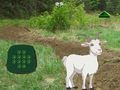 Гаме Гоат Финд Тхе Цхилд  онлајн