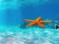 Гаме Бекство од подводне морске звезде  онлајн