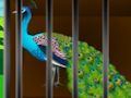 Гаме Ослободите лепоту у кавезу  онлајн