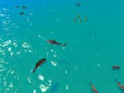 Гаме Гладан лов на морске псе онлајн