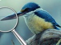 Гаме Птице 5 разлика  онлајн