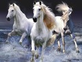 Гаме Коњи  онлајн