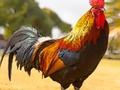 Гаме Пуззле Домаће птице  онлајн